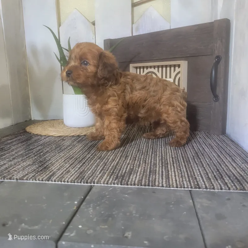 Elmer  – Yorkipoo puppy for sale in Montgomery, IN