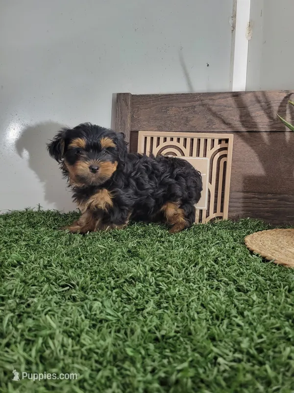 Kaylee – Yorkshire Terrier puppy for sale in Montgomery, IN