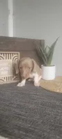 Tammy, a female Miniature Dachshund for sale in Montgomery, IN – 5 of 5