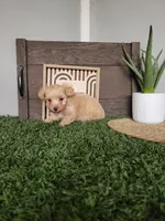 Misty, a female Maltipoo for sale in Montgomery, IN – 4 of 6