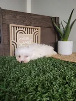 Burt, a male Maltese for sale in Montgomery, IN – 2 of 3