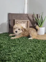 Evan, a male Morkie for sale in Montgomery, IN – 2 of 4