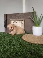 Misty, a female Maltipoo for sale in Montgomery, IN – 5 of 6