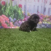 Lila, a female Havanese for sale in Montgomery, IN – 3 of 5
