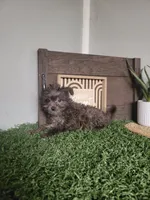 Prince, a male Pomapoo for sale in Montgomery, IN – 5 of 5
