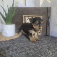 Izzy, a female Yorkshire Terrier for sale in Montgomery, IN – 2 of 6