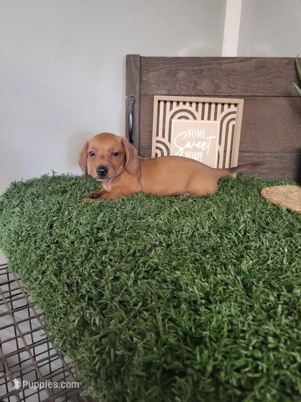 Haden – Dachshund puppy for sale in Montgomery, IN