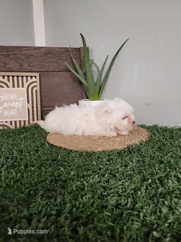 Burt – Maltese puppy for sale in Montgomery, IN