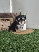 Abe, a male Morkie for sale in Montgomery, IN – 3 of 4