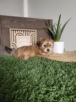Jewel, a female Morkie for sale in Montgomery, IN – 2 of 2