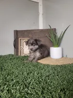 Henry, a male Pomapoo for sale in Montgomery, IN – 2 of 6