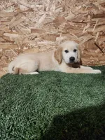 Roger, a male Golden Retriever for sale in Montgomery, IN – 7 of 10