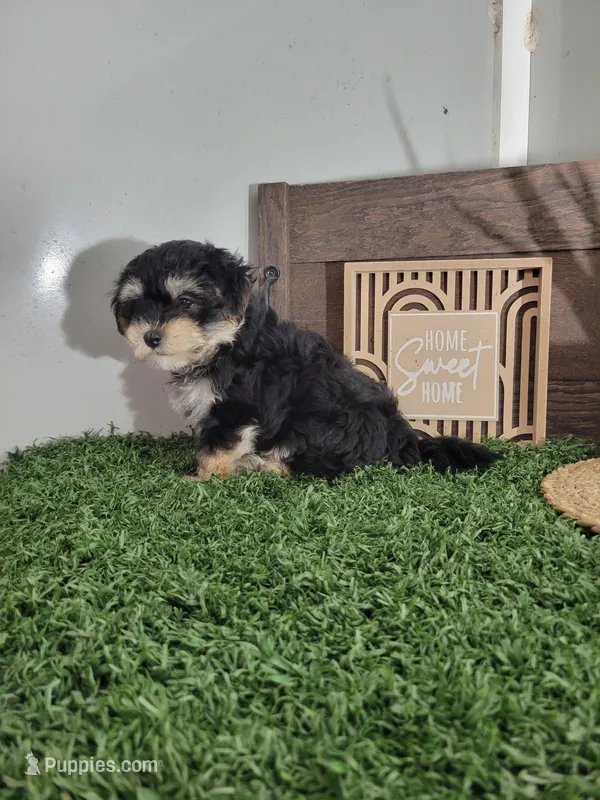 Abe – Morkie puppy for sale in Montgomery, IN