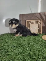 Abe, a male Morkie for sale in Montgomery, IN – 1 of 4