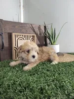 Evan, a male Morkie for sale in Montgomery, IN – 4 of 4