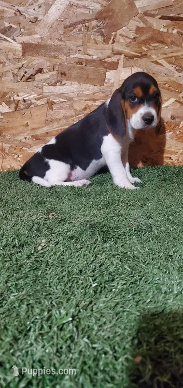 Bella – Beagle puppy for sale in Montgomery, IN