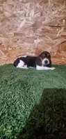 Bella, a female Beagle for sale in Montgomery, IN – Photo 3 of 5
