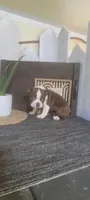 Harley, a male Boston Terrier for sale in Montgomery, IN – 6 of 6