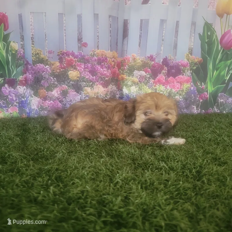 Lacy – Havanese puppy for sale in Montgomery, IN