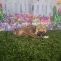 Lacy, a female Havanese for sale in Montgomery, IN – 1 of 5