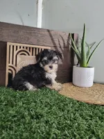 Dexter, a male Morkie for sale in Montgomery, IN – 2 of 4