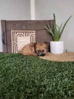 Sarah, a female Morkie for sale in Montgomery, IN – 5 of 5
