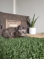 Henry, a male Pomapoo for sale in Montgomery, IN – 5 of 6