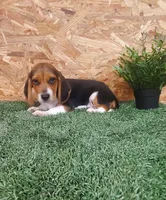 Silas, a male Beagle for sale in Montgomery, IN – 3 of 3