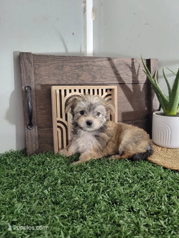 Suzy – Morkie puppy for sale in Montgomery, IN