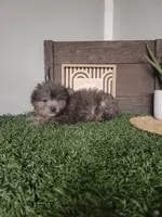 Henry, a male Pomapoo for sale in Montgomery, IN – 6 of 6