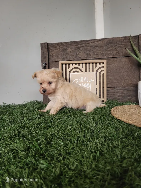 Madison – Maltipoo puppy for sale in Montgomery, IN