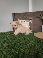 Madison, a male Maltipoo for sale in Montgomery, IN – 1 of 6