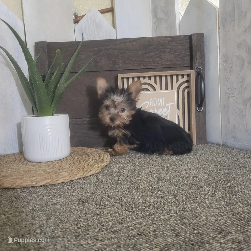Roxie, a female Yorkshire Terrier for sale in Montgomery, IN – Photo 1 of 5
