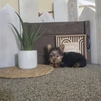 Roxie, a female Yorkshire Terrier for sale in Montgomery, IN – Photo 5 of 5