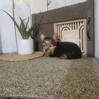 Roxie, a female Yorkshire Terrier for sale in Montgomery, IN – Photo 4 of 5