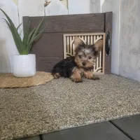 Roxie, a female Yorkshire Terrier for sale in Montgomery, IN – Photo 3 of 5