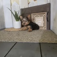 Roxie, a female Yorkshire Terrier for sale in Montgomery, IN – Photo 2 of 5