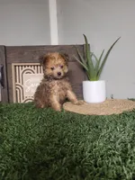 Freddy, a male Pomapoo for sale in Montgomery, IN – 7 of 7