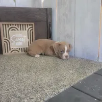 Sandy, a female Boston Terrier and Beagle for sale in Montgomery, IN – Photo 2 of 5