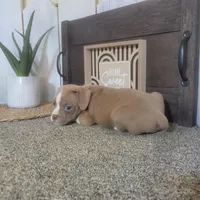 Sandy, a female Boston Terrier and Beagle for sale in Montgomery, IN – Photo 4 of 5