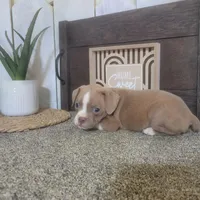 Sandy, a female Boston Terrier and Beagle for sale in Montgomery, IN – Photo 3 of 5