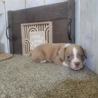 Sandy, a female Boston Terrier and Beagle for sale in Montgomery, IN – Photo 5 of 5