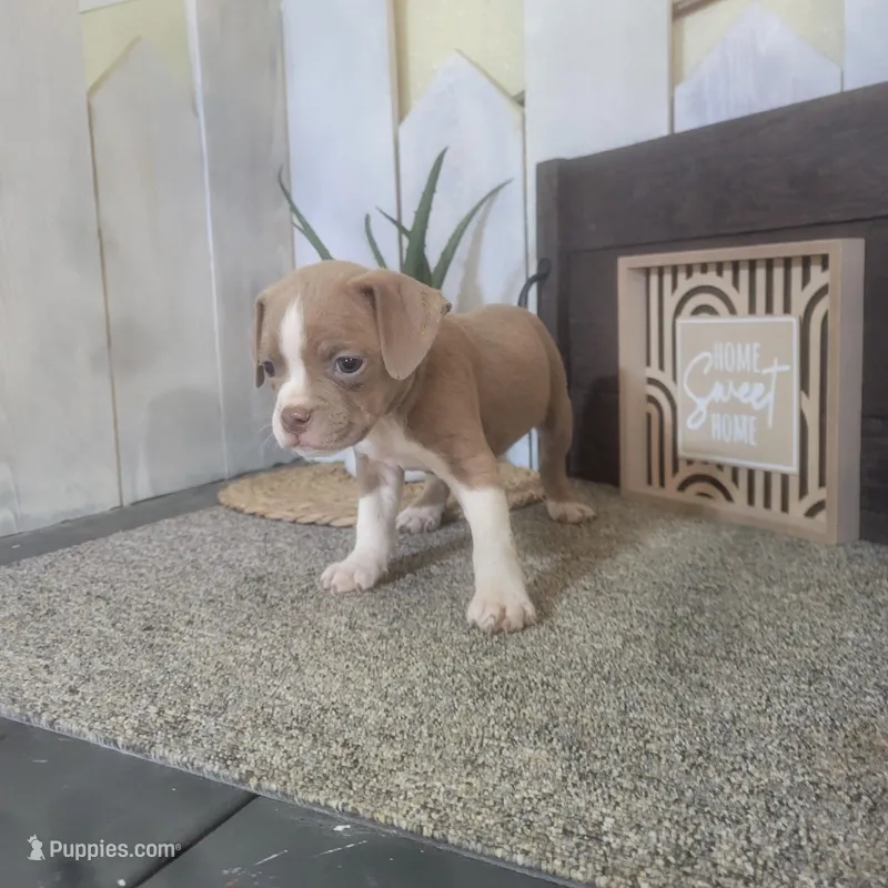 Sandy – Boston Terrier, Beagle puppy for sale in Montgomery, IN