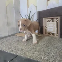 Sandy, a female Boston Terrier and Beagle for sale in Montgomery, IN – Photo 1 of 5