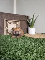 Sarah, a female Morkie for sale in Montgomery, IN – 4 of 5