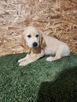 Roger, a male Golden Retriever for sale in Montgomery, IN – 3 of 10