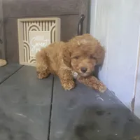 Dennis , a male Poodle - Miniature  for sale in Montgomery, IN – Photo 3 of 5