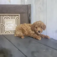 Dennis , a male Poodle - Miniature  for sale in Montgomery, IN – Photo 4 of 5