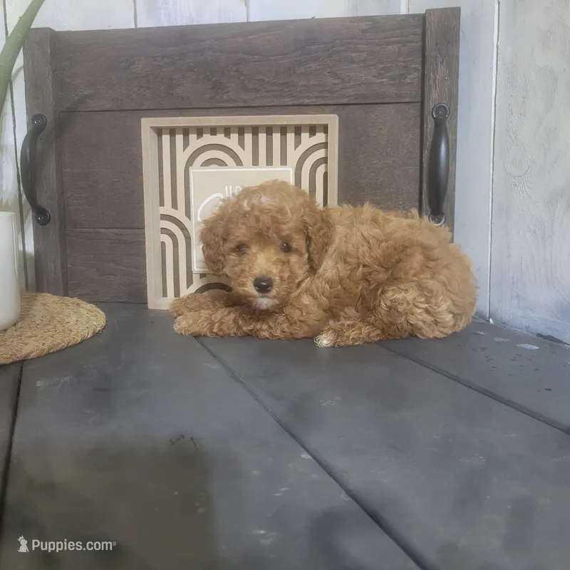 Dennis  – Poodle - Miniature  puppy for sale in Montgomery, IN
