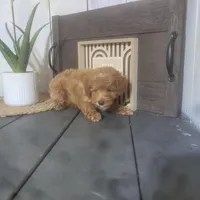 Dennis , a male Poodle - Miniature  for sale in Montgomery, IN – Photo 5 of 5